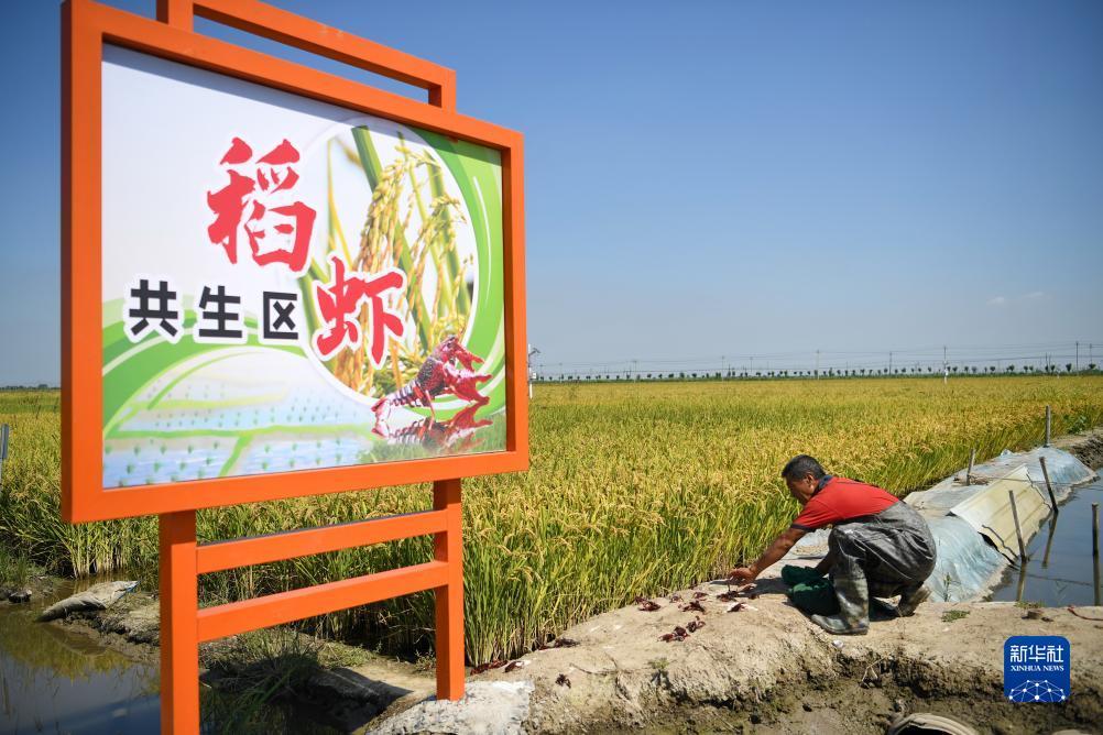 捕鱼大玩咖怎样释放角色技能
